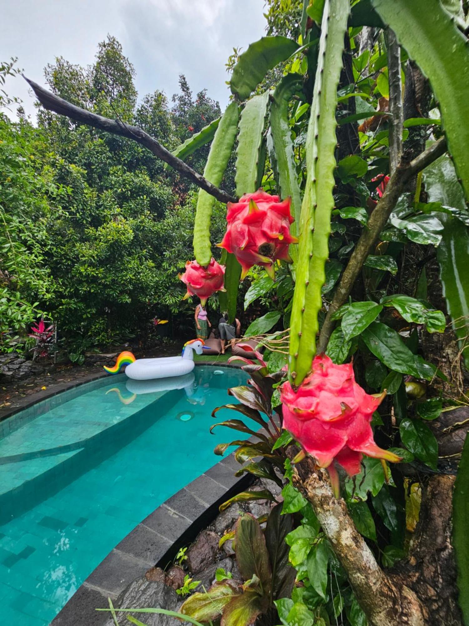 Les Garden Villa Tejakula Buitenkant foto